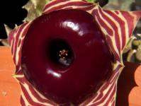 Thumbnail of 1736_Huernia zebrina magniflora_20160910_05(1).JPG